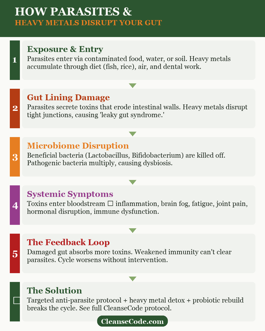 How parasites disrupt your gut